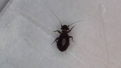Lepinotus