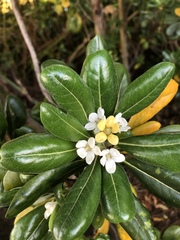 Pittosporum tobira