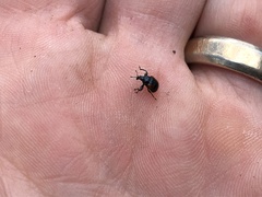Synolabus bipustulatus