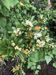 Pittosporum tobira