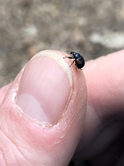 Synolabus bipustulatus