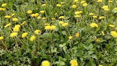 Taraxacum officinale