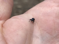 Synolabus bipustulatus