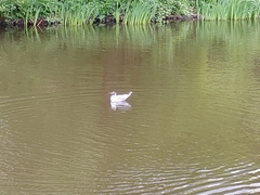 Chroicocephalus ridibundus