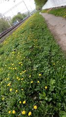 Taraxacum officinale