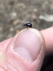 Synolabus bipustulatus