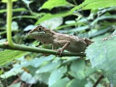 Diploderma polygonatum