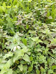 Lamium album