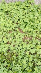 Aegopodium podagraria