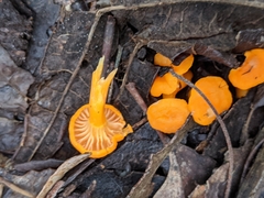 Cantharellus concinnus