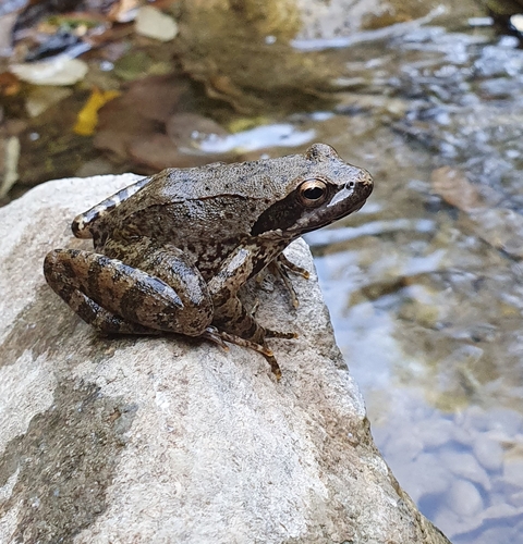Italian Stream Frog