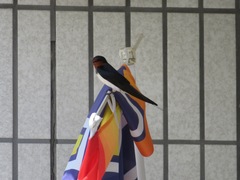 Hirundo rustica