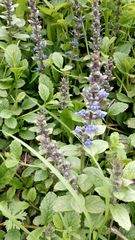 Ajuga reptans