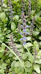 Ajuga reptans