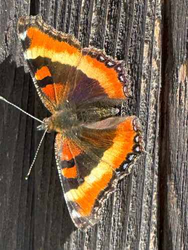 Milbert's Tortoiseshell