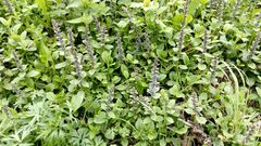 Ajuga reptans