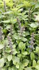 Ajuga reptans