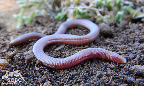 Mozambique Dwarf Worm Lizard, Zygaspis violacea