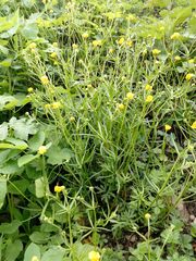 Ranunculus auricomus