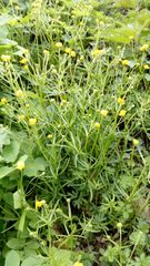 Ranunculus auricomus