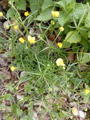 Ranunculus auricomus