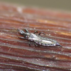 Phlaeothripidae