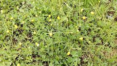 Ranunculus auricomus