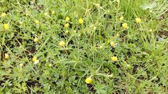 Ranunculus auricomus