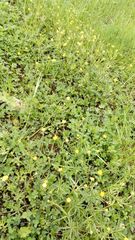 Ranunculus auricomus