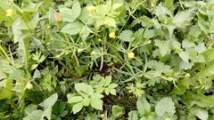 Ranunculus auricomus