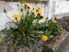 Taraxacum officinale