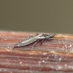 Phlaeothripidae