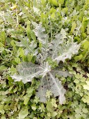 Cirsium vulgare