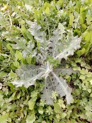 Cirsium vulgare