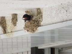 Hirundo rustica