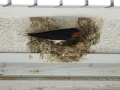 Hirundo rustica