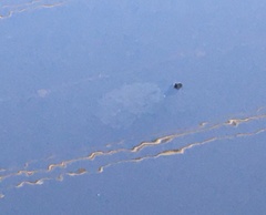Chelidae