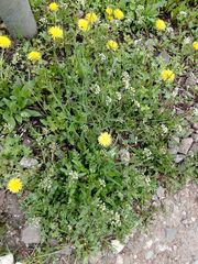 Capsella bursa-pastoris