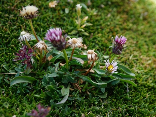 Erigeron epiroticus