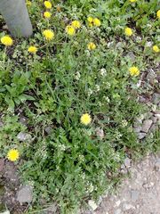 Capsella bursa-pastoris