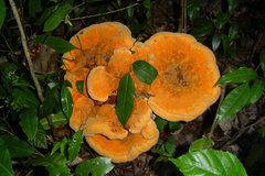 Laetiporus baudonii