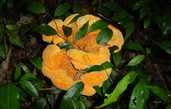 Laetiporus baudonii