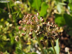 Allium meronense