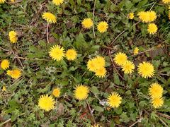 Taraxacum officinale