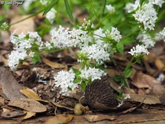 Asperula libanotica