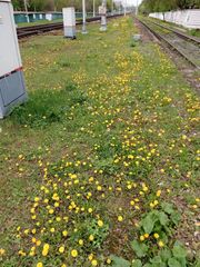 Taraxacum officinale