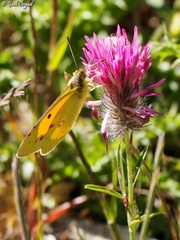Trifolium purpureum