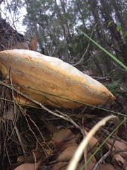 Piptoporus australiensis