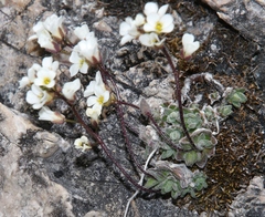 Draba dubia