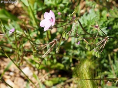 Erodium acaule